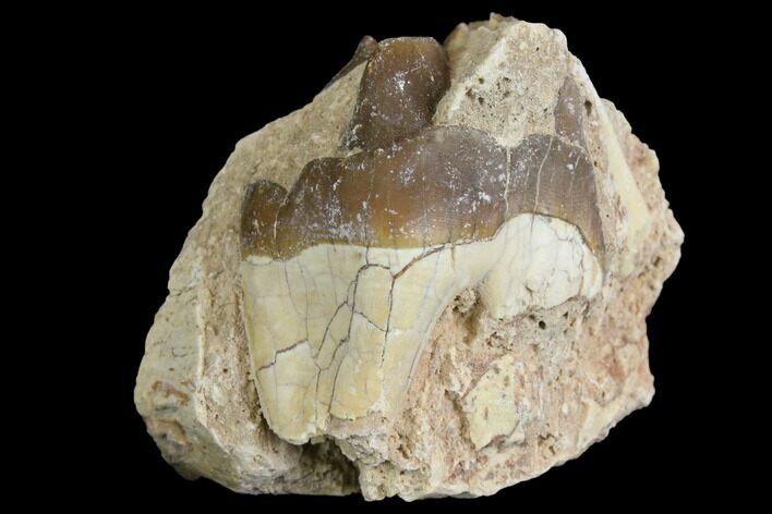 Fossil Running Rhino (Hyracodon) Molar - South Dakota #140962